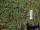 image of grave number 759979